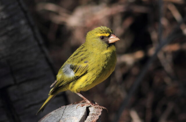 Forest Canary