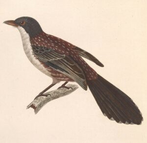 Spotted Crocias