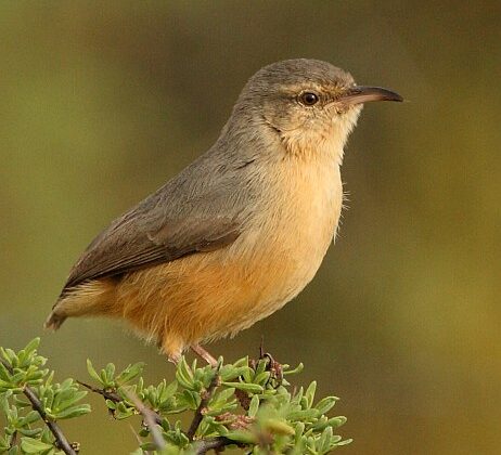 Long-billed Crombec