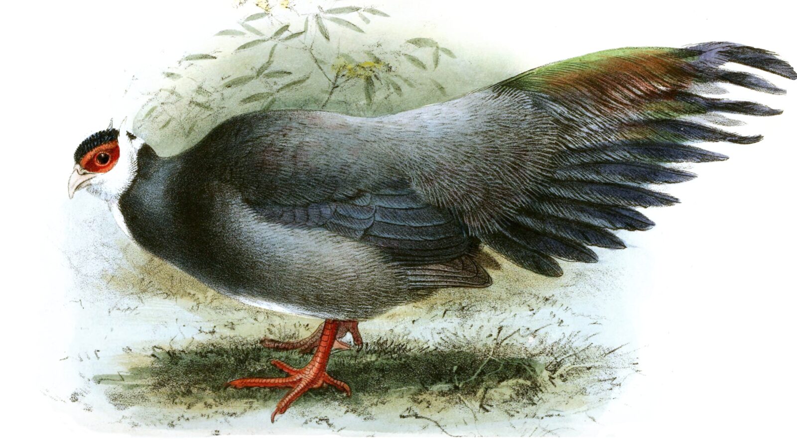 Tibetan Eared Pheasant