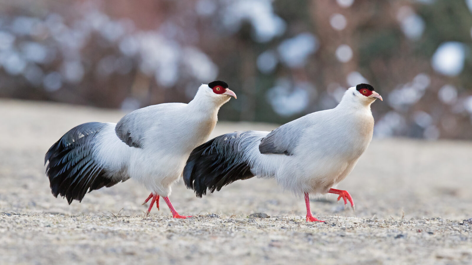 White Eared Pheasant