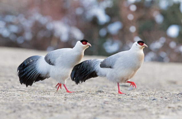 White Eared Pheasant