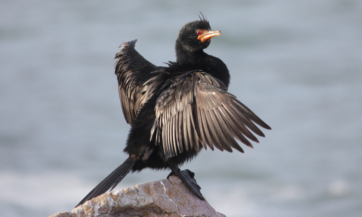 Crowned Cormorant