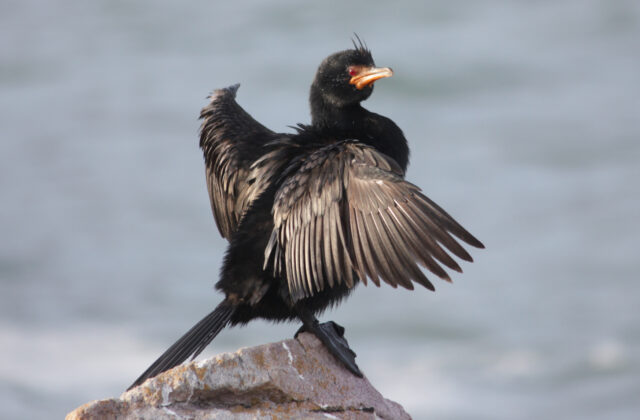 Crowned Cormorant