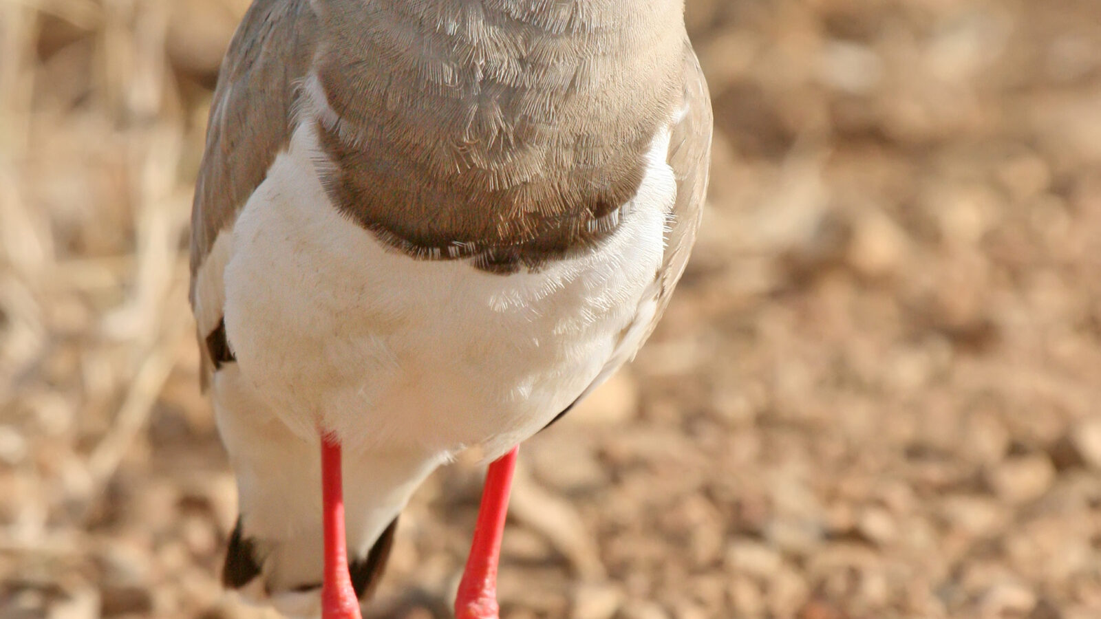 Crowned Lapwing