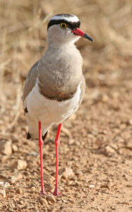 Crowned Lapwing