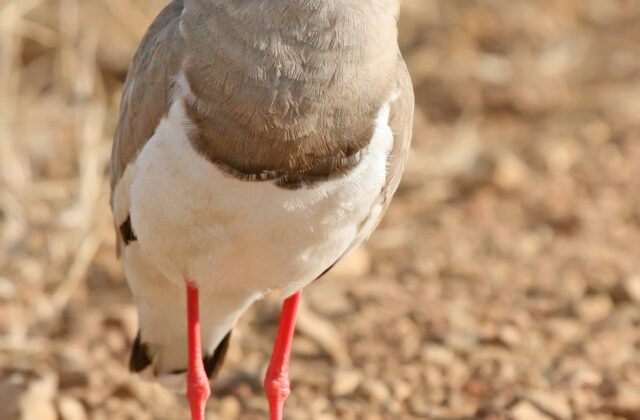 Crowned Lapwing