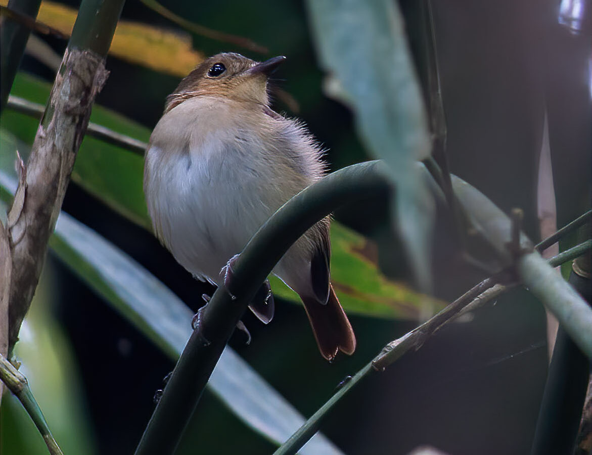 Cryptic Flycatcher