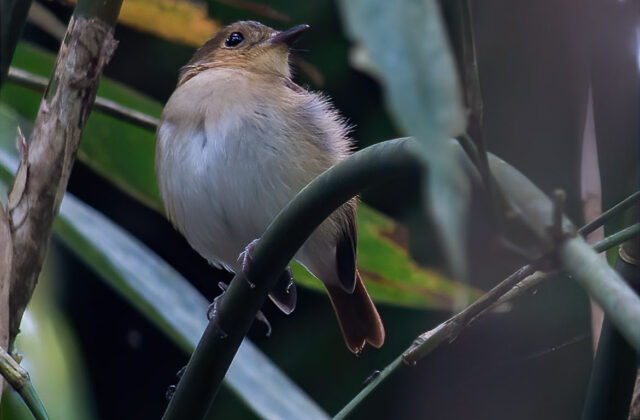 Cryptic Flycatcher