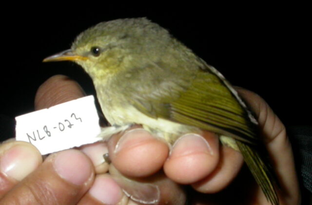 Cryptic Warbler