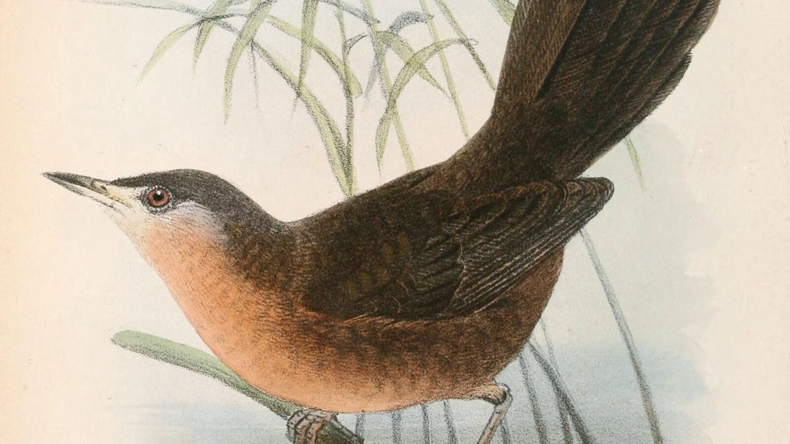 Victorin’s Warbler