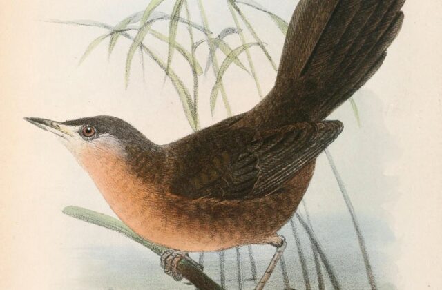 Victorin’s Warbler