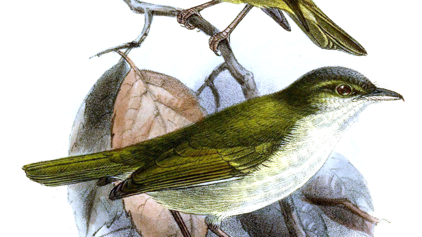 Philippine Leaf Warbler