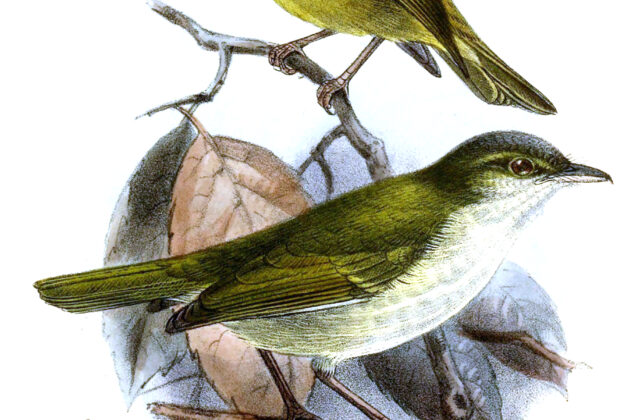 Philippine Leaf Warbler