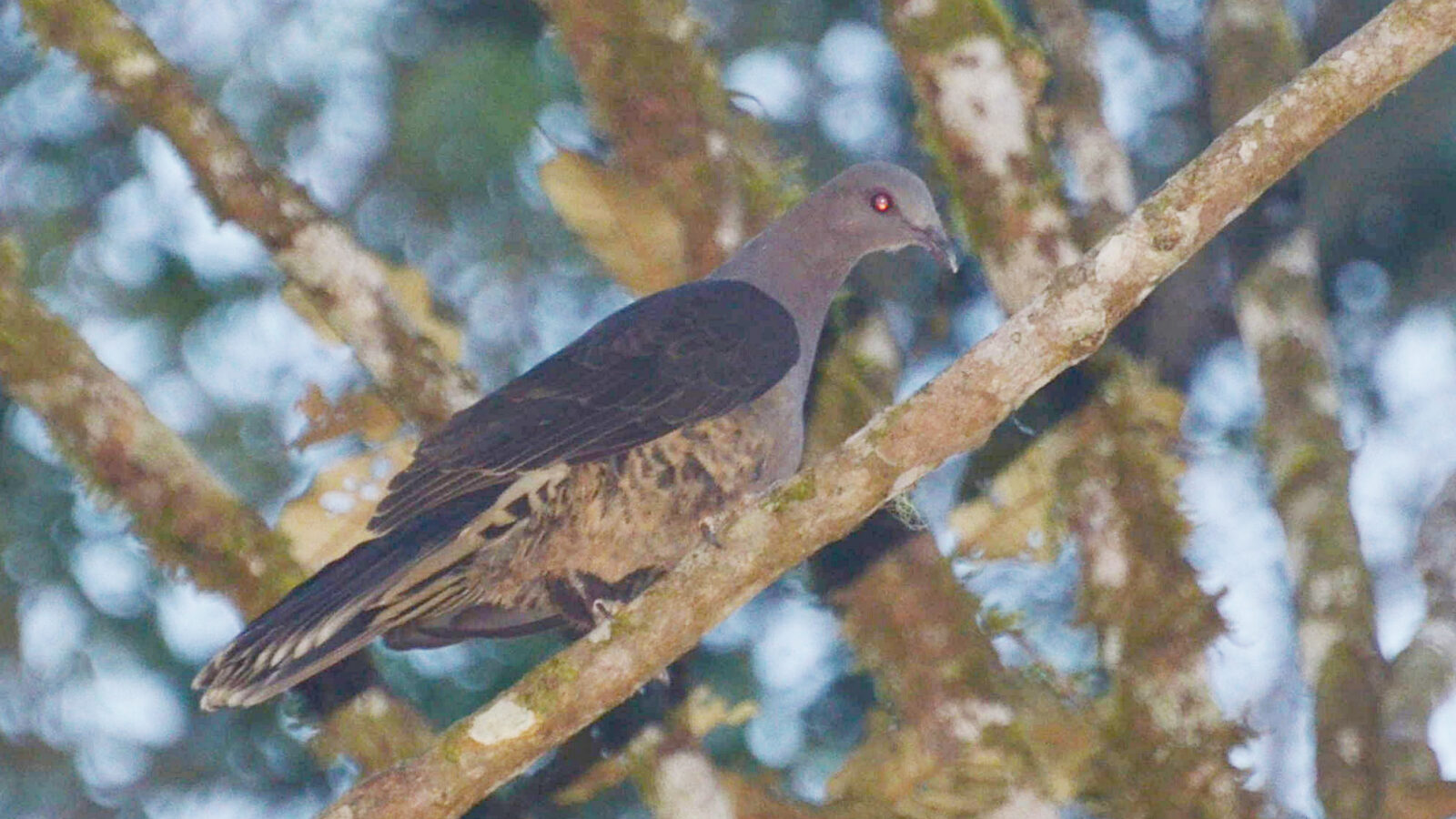 Sombre Pigeon