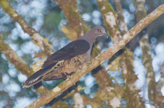 Sombre Pigeon