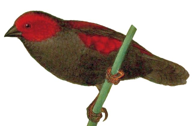 Dusky Crimsonwing