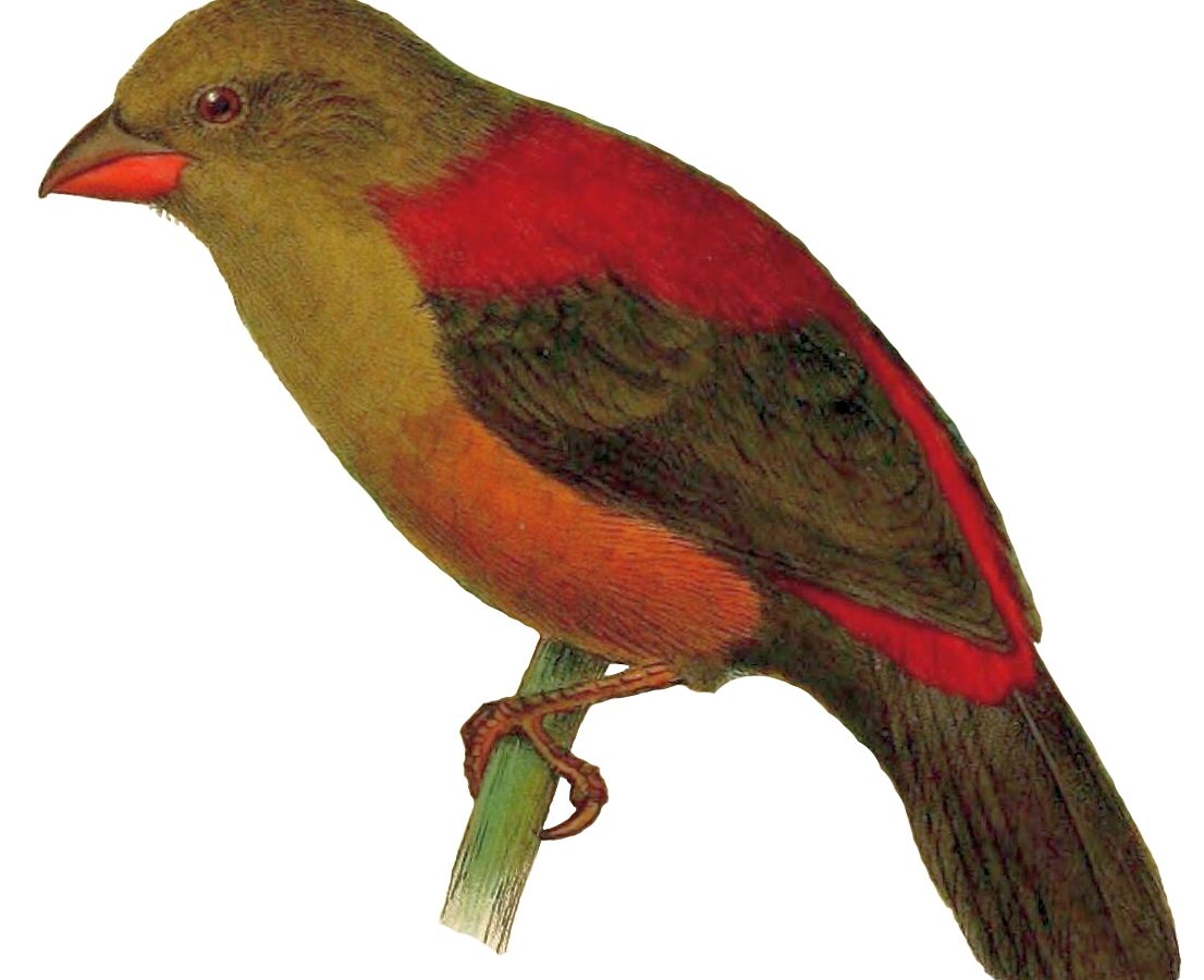 Shelley’s Crimsonwing