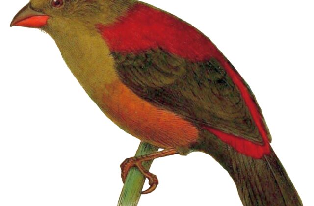 Shelley’s Crimsonwing