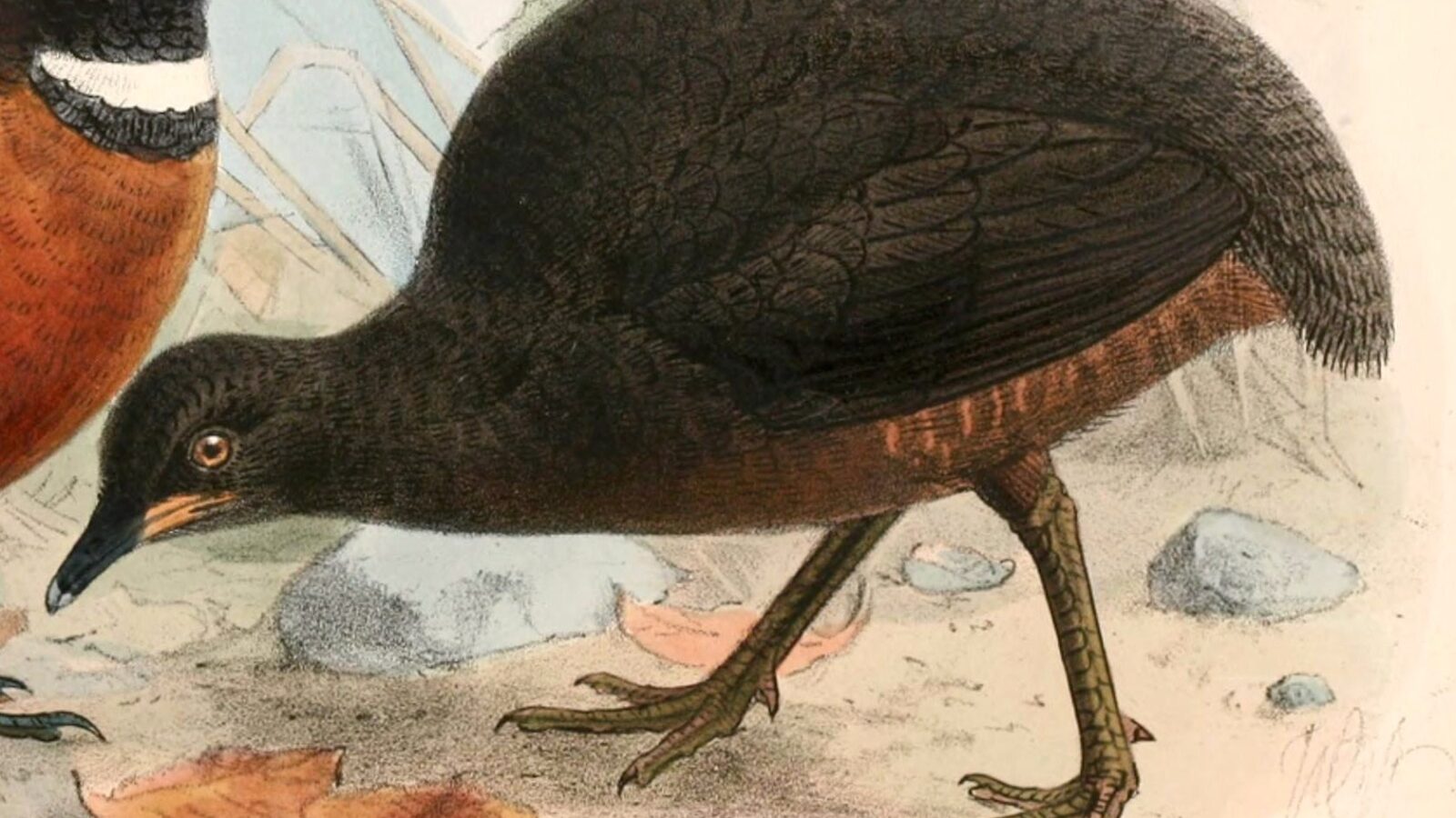 Berlepsch’s Tinamou