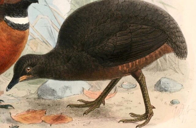Berlepsch’s Tinamou