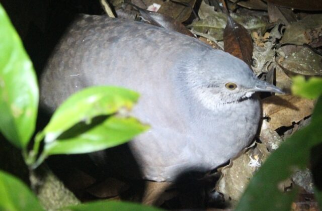 Slaty-breasted Tinamou