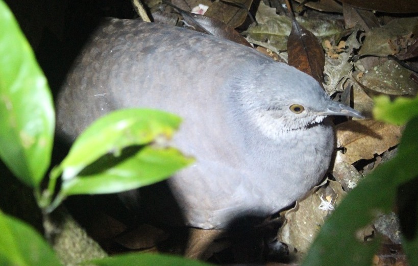 Slaty-breasted Tinamou