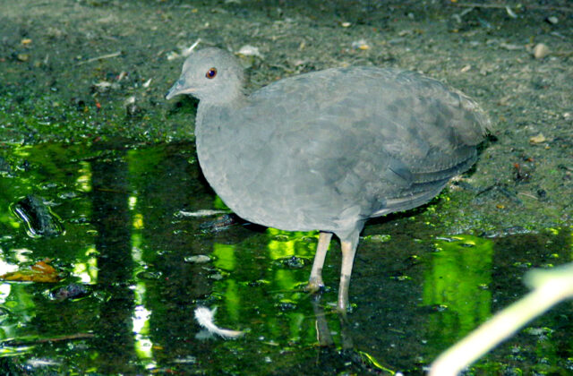 Cinereous Tinamou