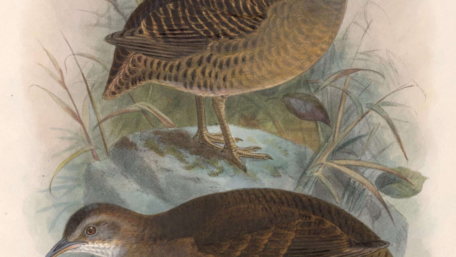 Thicket Tinamou