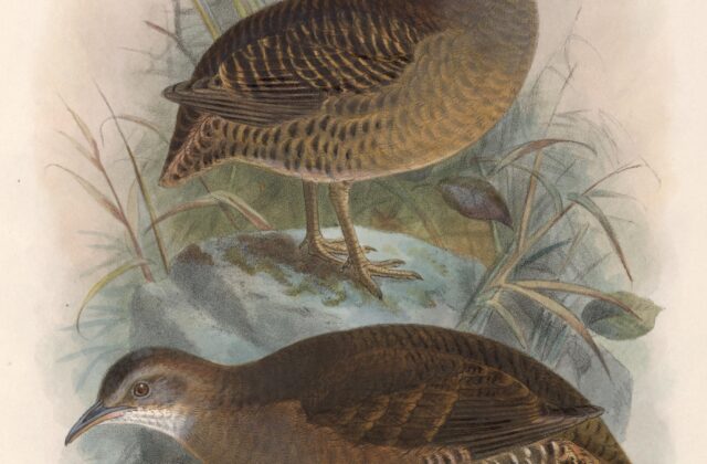 Thicket Tinamou