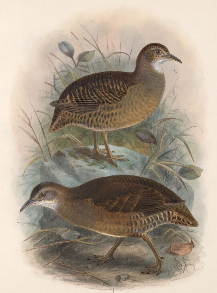 Thicket Tinamou