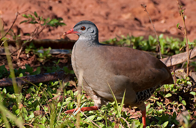 Small-billed Tinamou