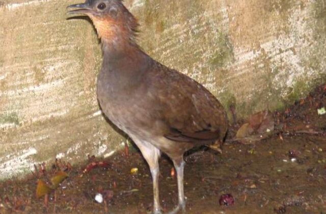 Brazilian Tinamou