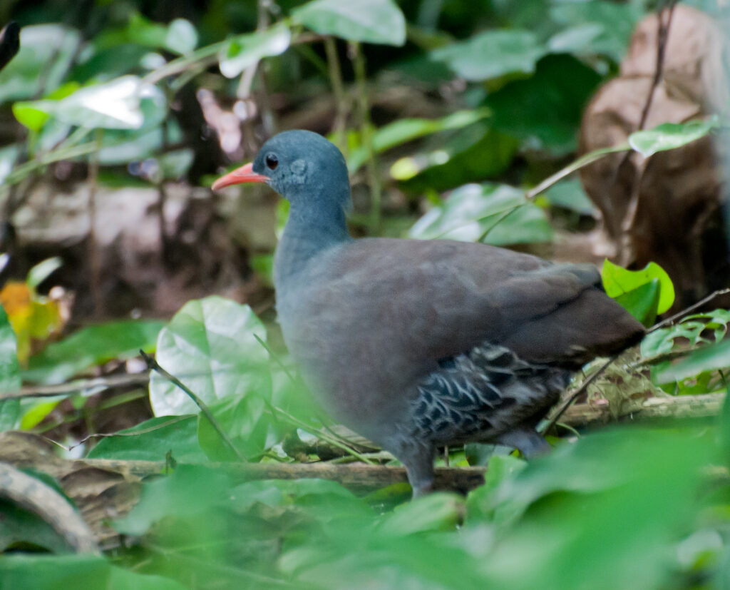 Tataupa Tinamou