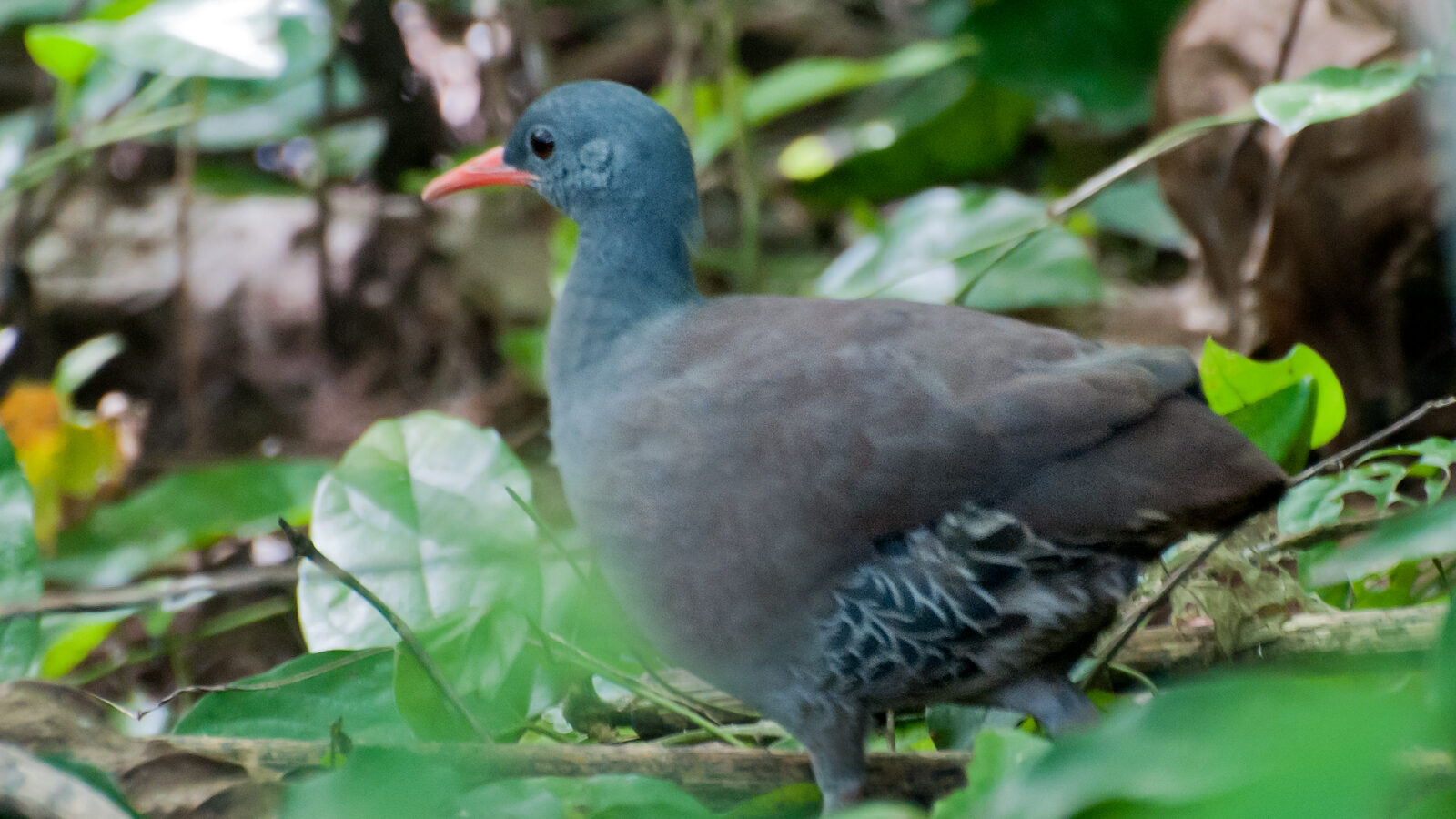 Tataupa Tinamou