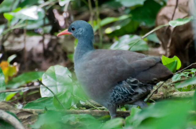 Tataupa Tinamou