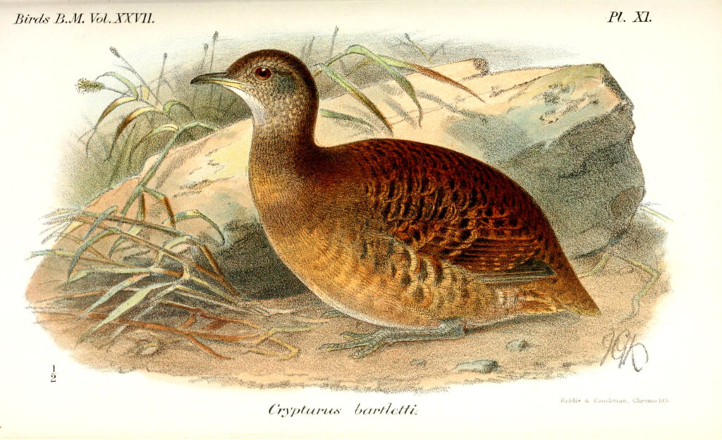 Bartlett’s Tinamou