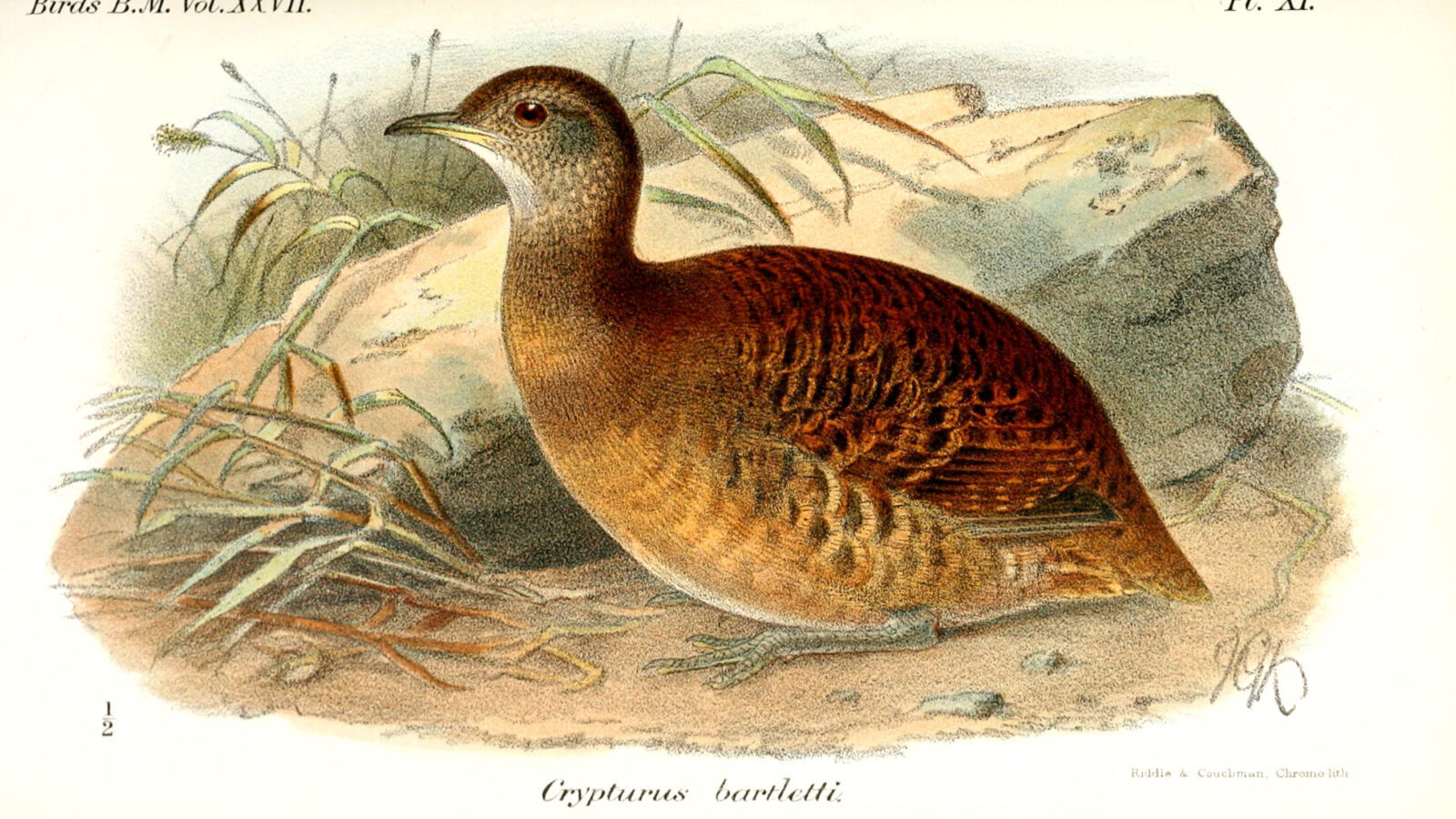 Bartlett’s Tinamou