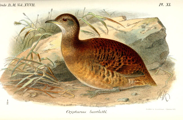 Bartlett’s Tinamou