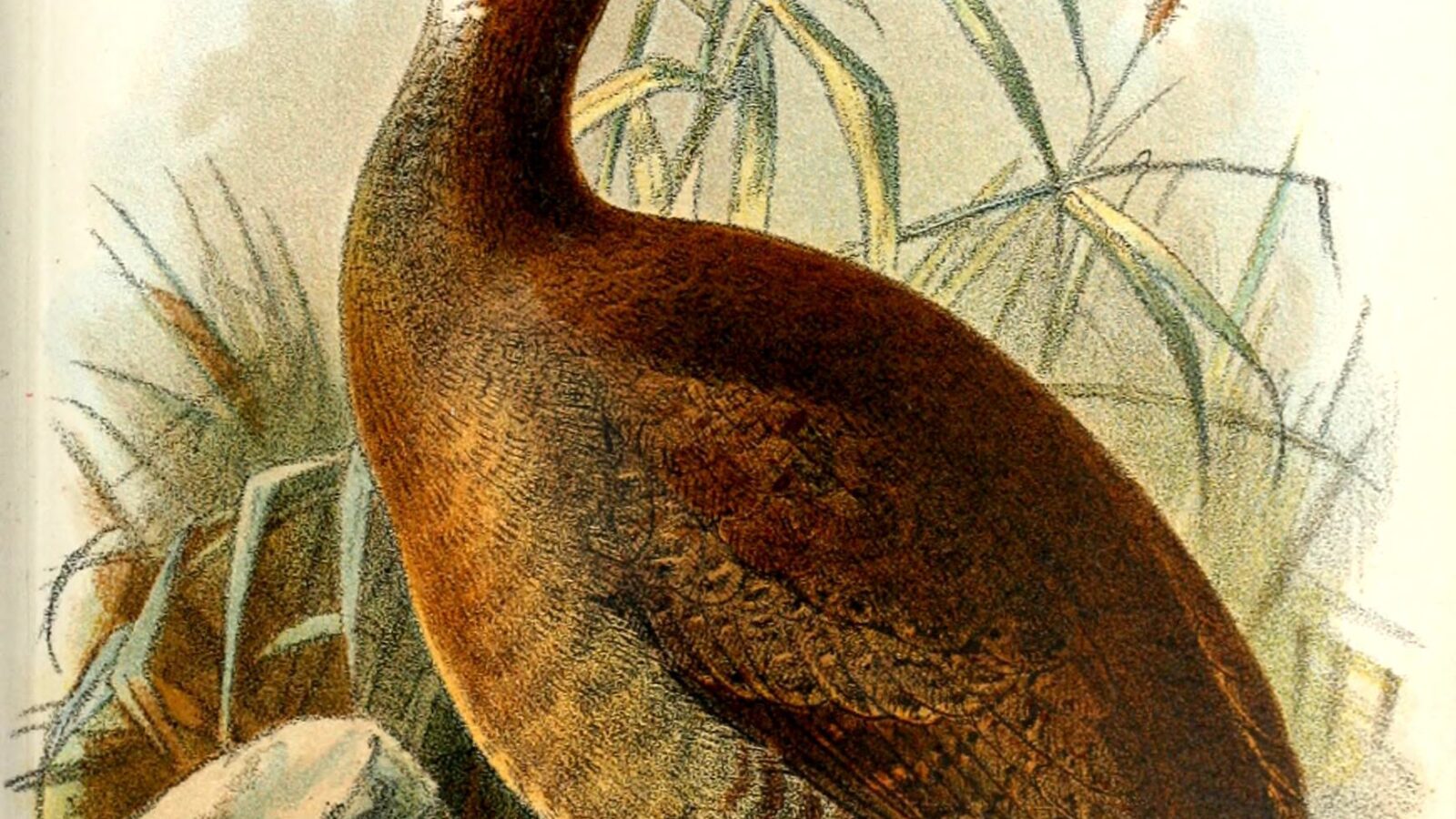 Red-legged Tinamou