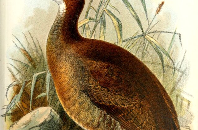 Red-legged Tinamou