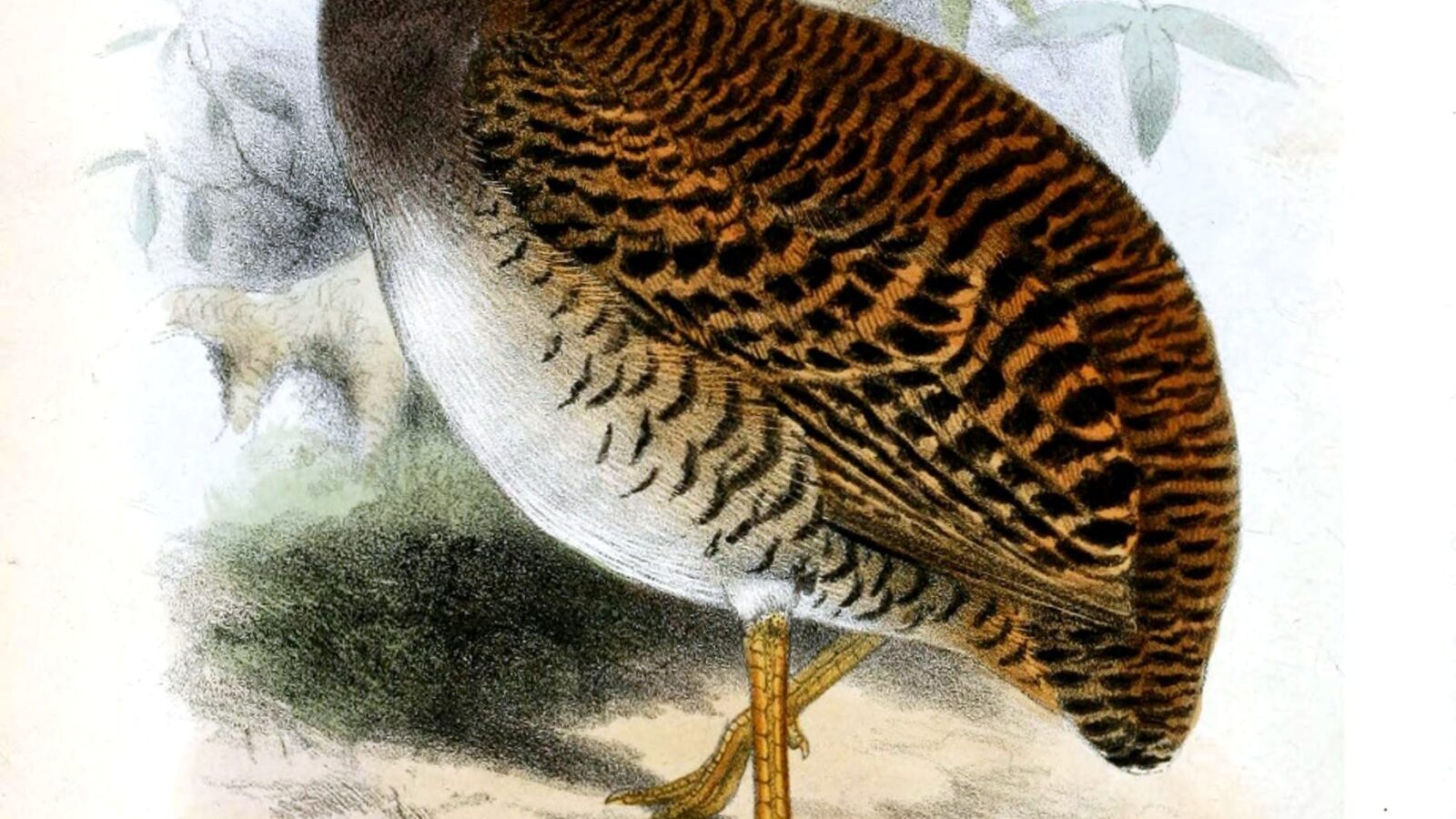 Pale-browed Tinamou