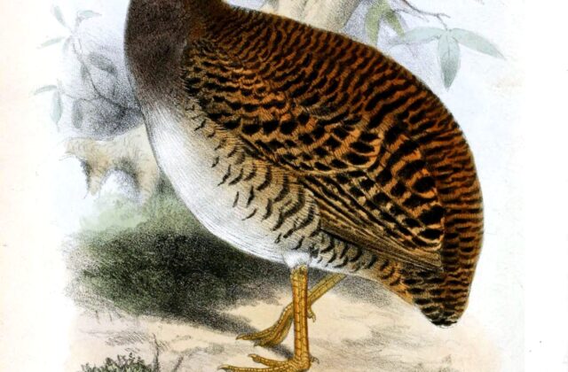 Pale-browed Tinamou