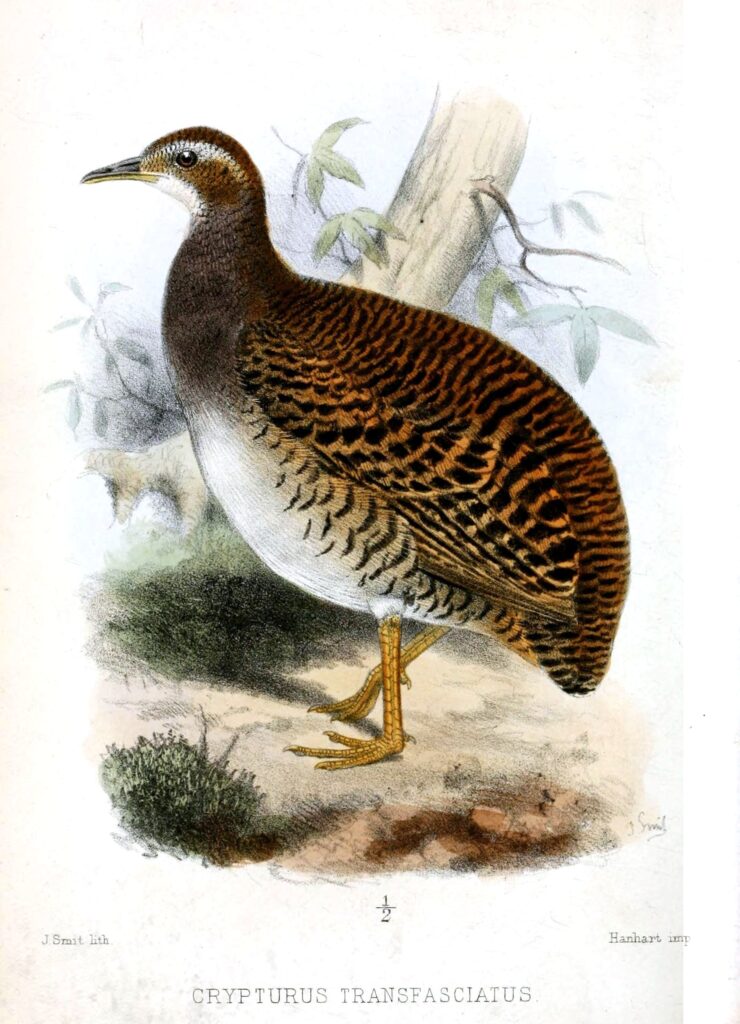 Pale-browed Tinamou