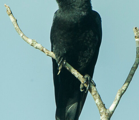 Cuban Crow