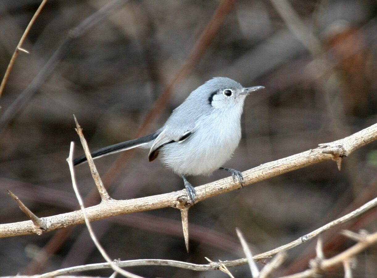 Cuban Gnatcatcher
