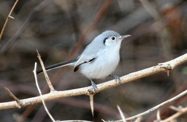 Cuban Gnatcatcher