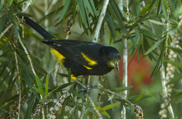 Cuban Oriole