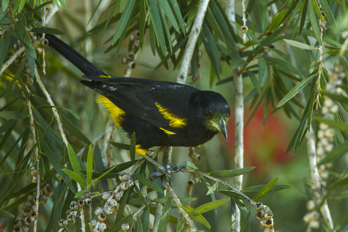 Cuban Oriole