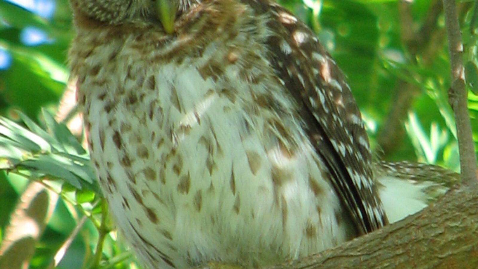Cuban Pygmy Owl